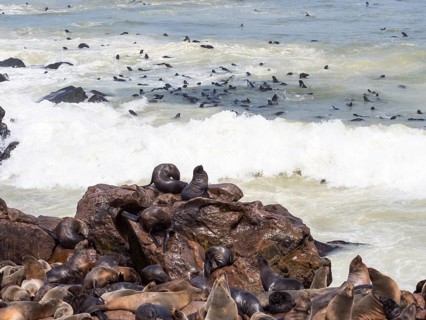 South African fur seals (Arctocephalus pusillus)