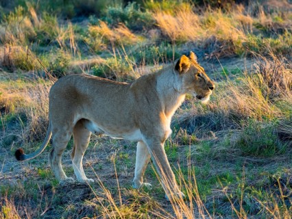 Lioness (Panthera leo) in morning light