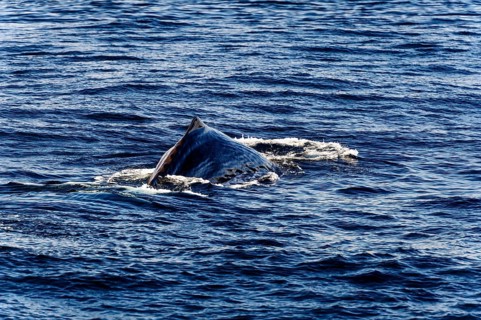 Dorsal fin