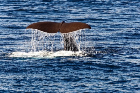 tail fin of a sperm whale (Physeter catodon or Physeter macrocephalus)