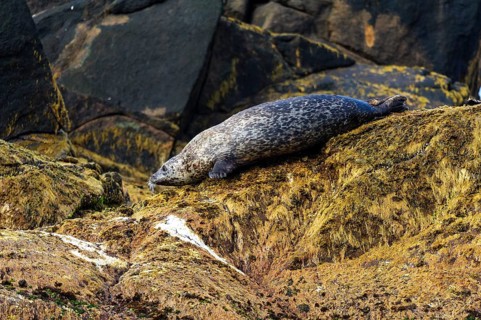 Seal (Phoca vitulina)