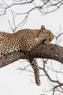 Resting Leopard (Panthera pardus) on tree