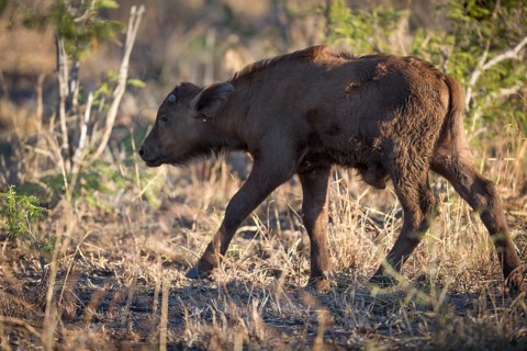 Young cape buffalo (Syncerus caffer)