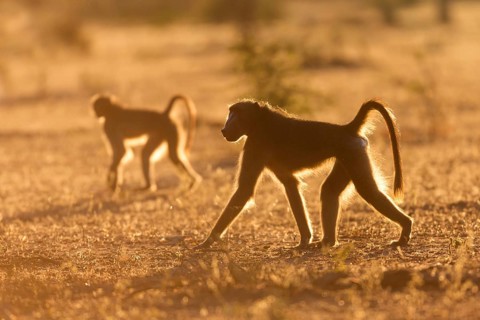 Chacma or Cape baboons (Papio ursinus) walking