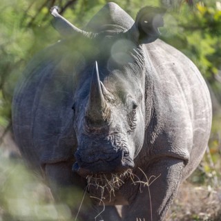 White rhinoceros (Ceratotherium simum) eating grass