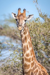 South African giraffe (Giraffa camelopardalis giraffa)