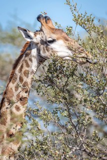 South African giraffe (Giraffa camelopardalis giraffa) eating
