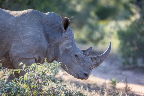 White rhinoceros (Ceratotherium simum)