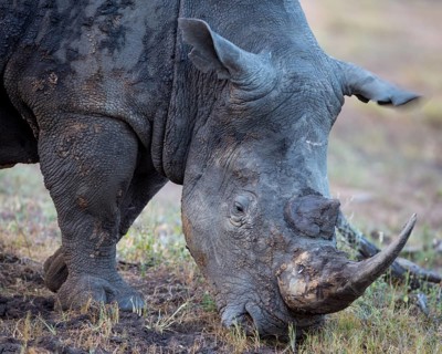 White rhinoceros (Ceratotherium simum) eating grass