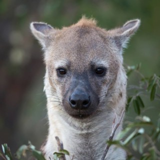 Laughing hyena
