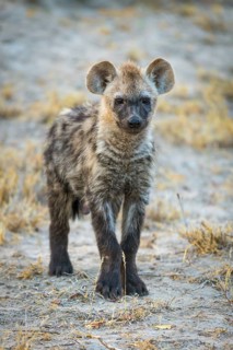 Young spotted laughing hyena (Crocuta crocuta)