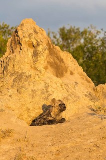 Spotted or laughing hyena (Crocuta crocuta) looking out of den