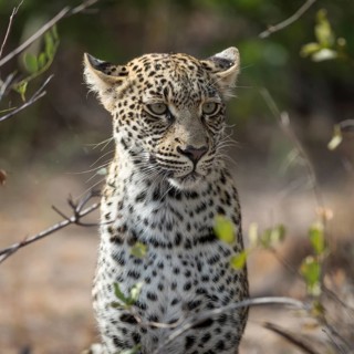 Leopard (Panthera pardus) looking attentively