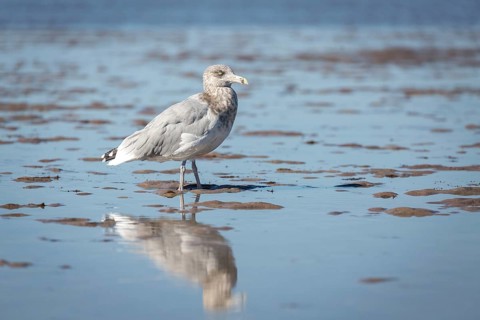 American Herring Gull (Larus smithsonianus) stands in mudflat