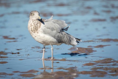 American Herring Gull (Larus smithsonianus) stands in mudflat