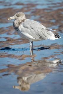 American Herring Gull (Larus smithsonianus) stands in mudflat