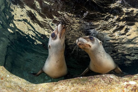California sea lions (Zalophus californianus)