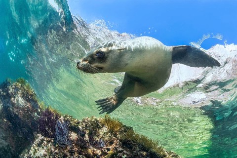 California sea lion (Zalophus californianus)
