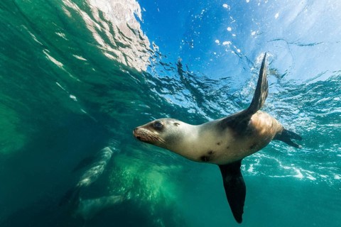 California sea lion (Zalophus californianus)