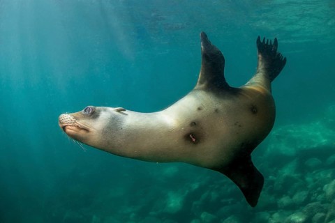 California sea lion (Zalophus californianus) with injury