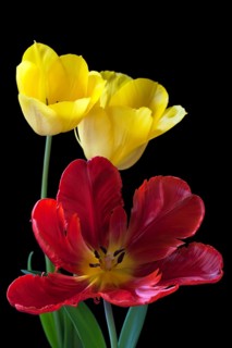 Yellow tulips and red parrot tulip (Tulipa)