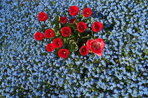 Red tulips (Tulipa sp.)
