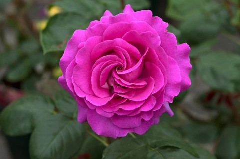 Pink rose (Rosa sp.) flower