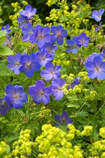 Meadow crane's-bill (Geranium pratense)