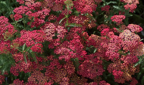 Red Yarrow (Achillea filipendulina)