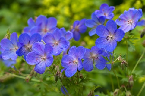 Meadow crane's-bill (Geranium pratense)