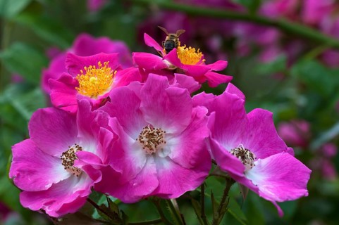 Pink flowers of the climbing rose