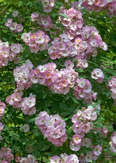 Blooming climbing rose