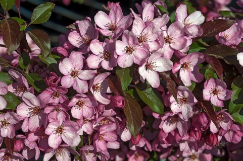Flowering Crabapple (Malus sp.)