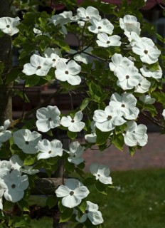 Flowers of mountain dogwood (Cornus nuttallii)