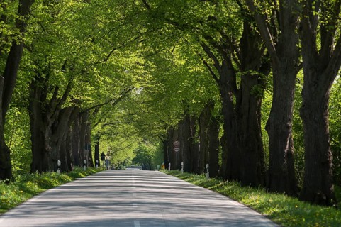 Largeleaf linden (Tilia platyphyllos) avenue