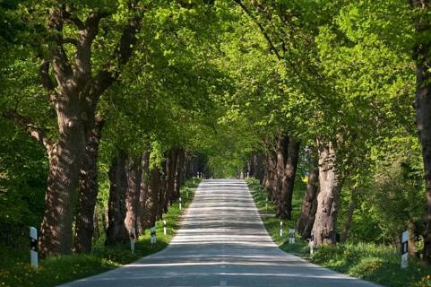 Largeleaf linden (Tilia platyphyllos) avenue