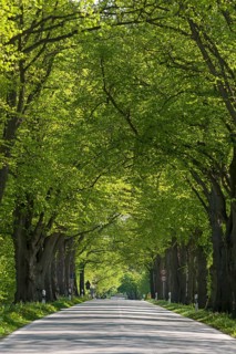Largeleaf linden (Tilia platyphyllos) avenue