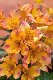 Yellow Peruvian lily (Alstroemeria)