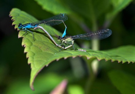 Helm Azurjungfer (Coenagrion mercuriale) mating on leaf