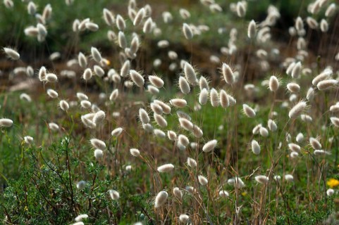 Hare's-tail (Lagurus ovatus)