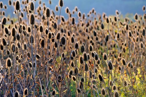 Faded Wild teasels (Dipsacus fullonum) in backlight