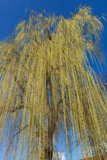 Weeping willow (Salix) with leaf growth in spring