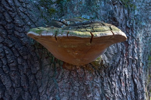 Tinder Fungus (Fomes fomentarius) on a tree trunk of an oak tree (Quercus rubor)