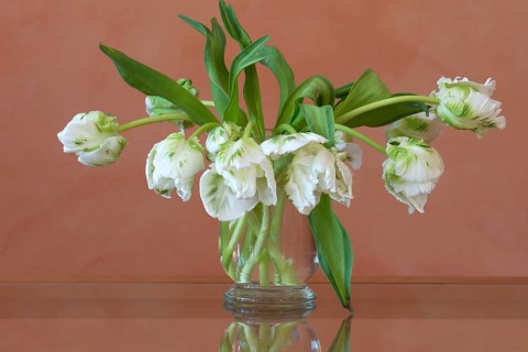 White Parrot Tulips (Tulipa gesneriana Parrot Group)