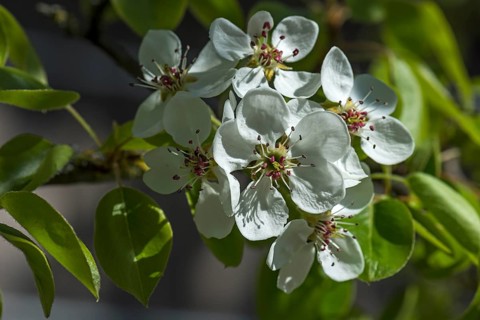 Flowers of an oil willow-leaved pear (Pyrus elaeagrifolia)