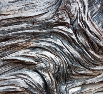 Deadwood