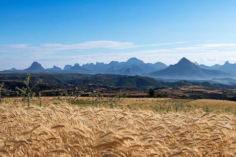 View over grain field to Gheralta Mountains