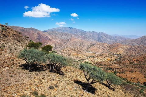 Barren plateau