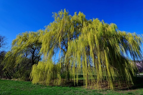 Weeping willow near Siebeldingen