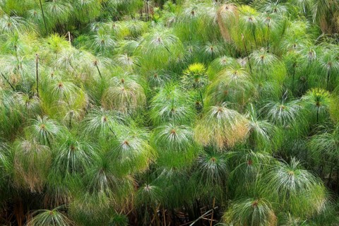 Papyrus sedge (Cyperus papyrus)